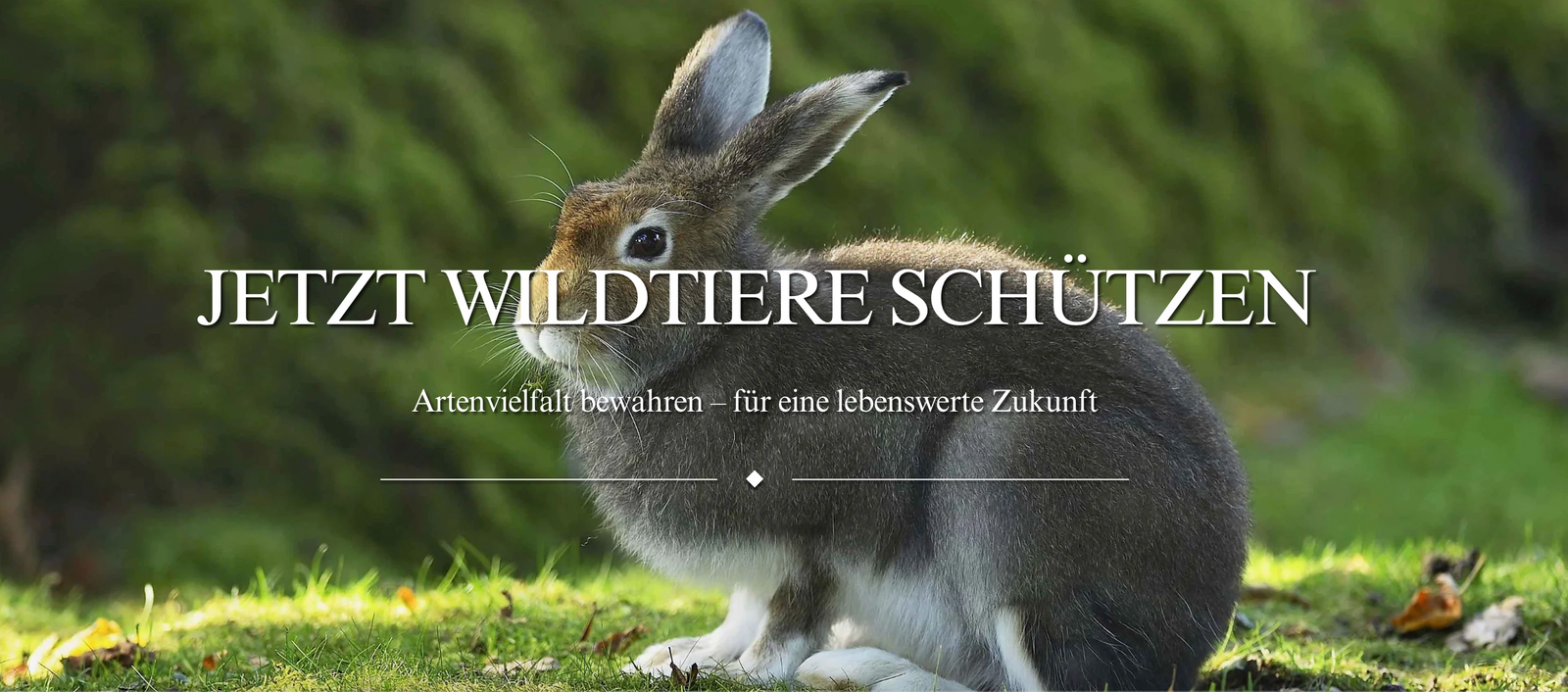 Seating for Conservation: Deutsche Wildtier Stiftung Embraces Circularity with Wehlers R.U.M. Furniture